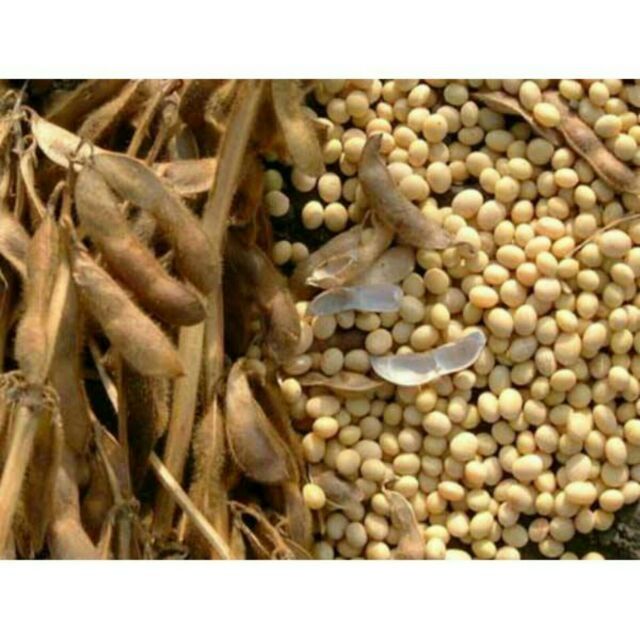 ĐẬU NÀNH QUÊ 1KG