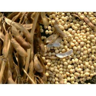 ĐẬU NÀNH QUÊ 1KG