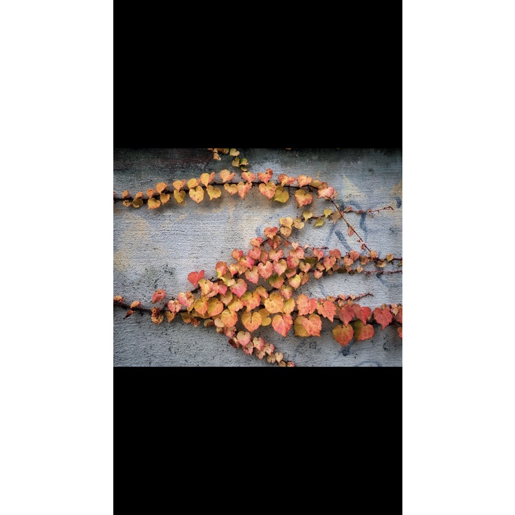 Máy ảnh Olympus E-PL8  có wifi