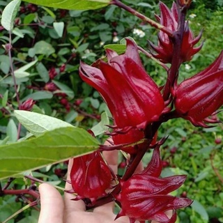 #Hạt_giống_Atiso ( Đỏ + Xanh )