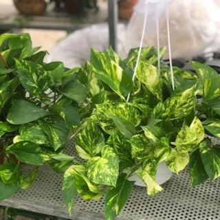 Trầu bà treo cẩm thạch vạn niên thanh lá đốm