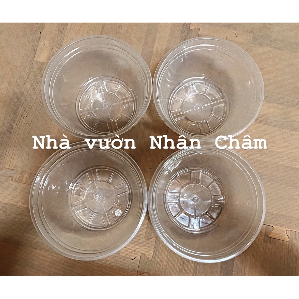 Bát nhựa trồng vạn niên thanh giả thủy tinh để bàn