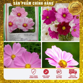 Hạt giống hoa cúc sao nhái mix - 100 hạt