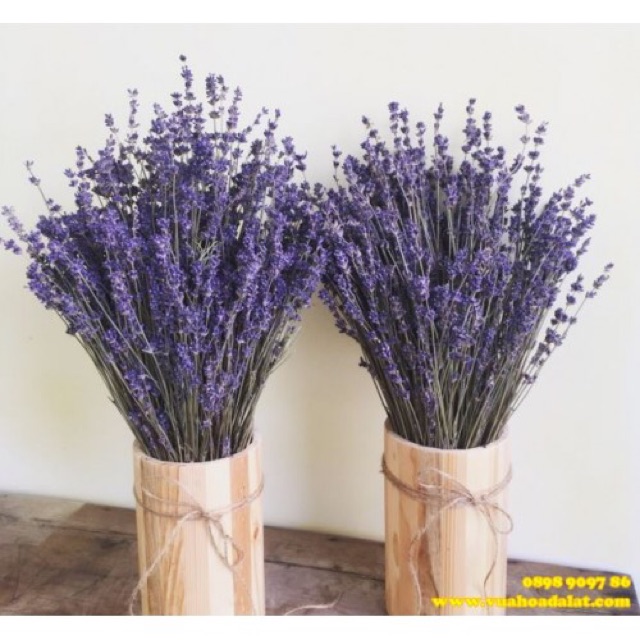 Hoa Lavender khô Pháp