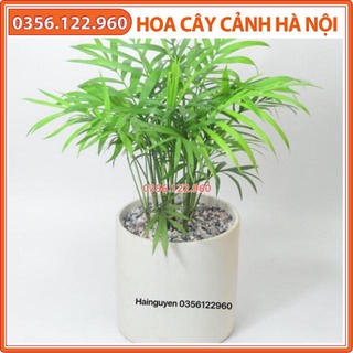 Chậu cây cau tiểu trâm để bàn (cả chậu sứ)