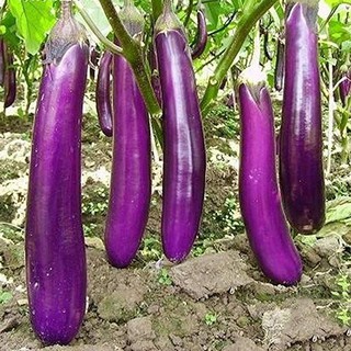 30h - HẠT GIỐNG CÀ TÍM DÀI