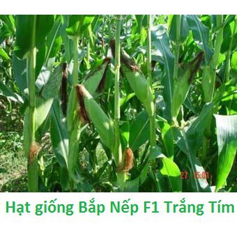 20gr Hạt Giống Bắp Nếp Trắng Tím F1