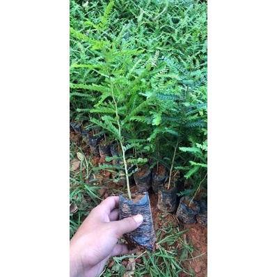 Cây giống bồ kết sỉ giá rẻ