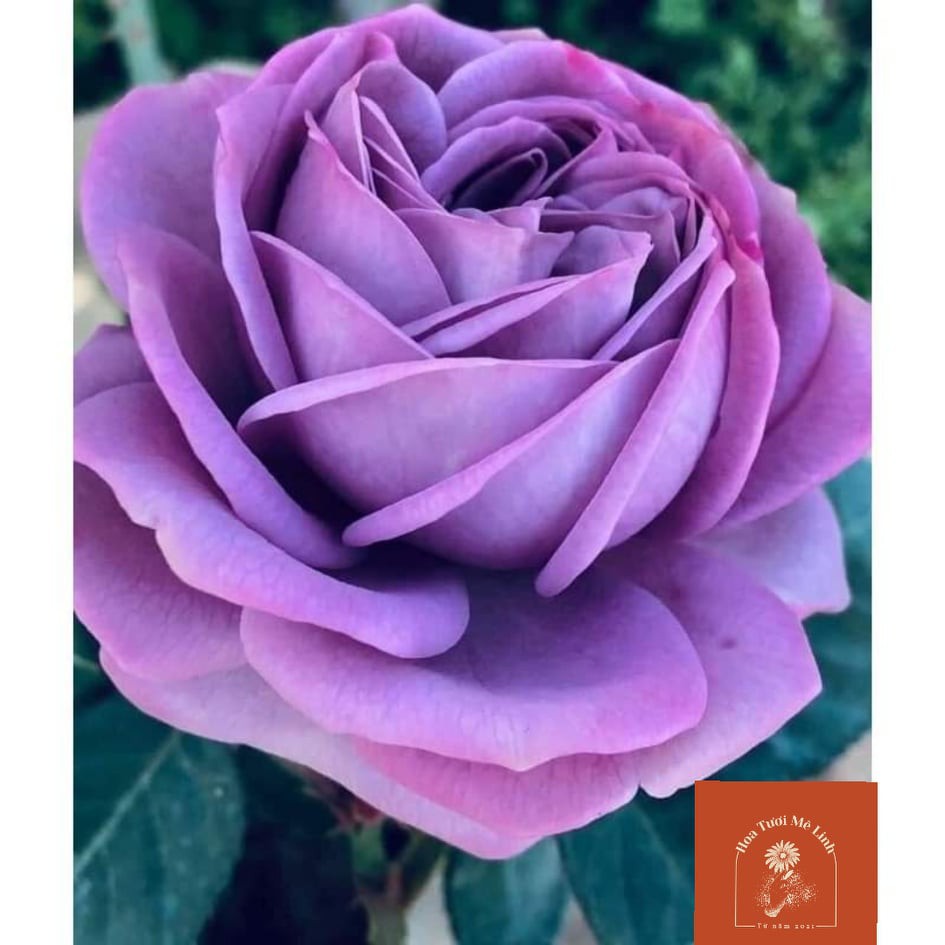 Hoa hồng ngoại tím Kinda Blue Rose-Vẻ đẹp tìm mộng mơ -Hoa Tươi Mê Linh