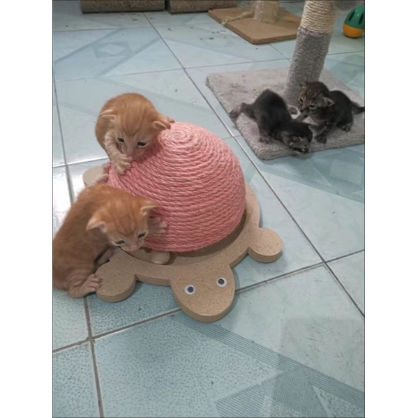 Cào móng hình con rùa cho mèo🐢