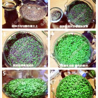 Hạt giống thủy sinh ( trân châu lá nhỏ, trân châu lá lớn, ngưu mao chiên thấp, ngưu mao chiến cao, cỏ tình yêu)
