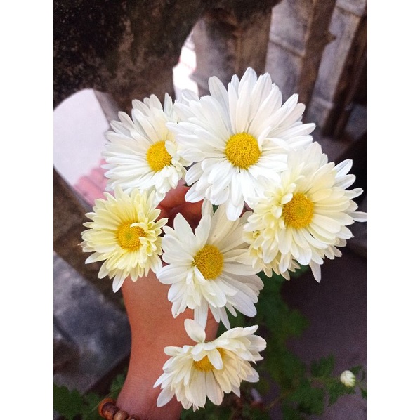 Cúc hoạ mi kép