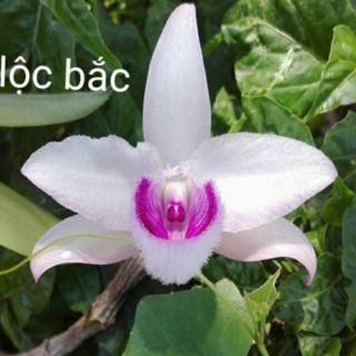 Hoa phong lan - giả hạc lộc bắc