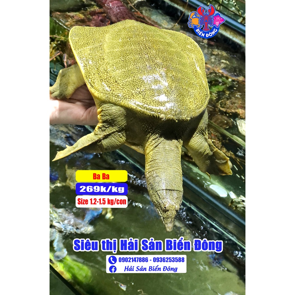 BA BA sống đang bơi đủ size, có hỗ trợ sơ chế làm sạch, sản phẩm của Hải Sản Biển Đông ở Hà Nội