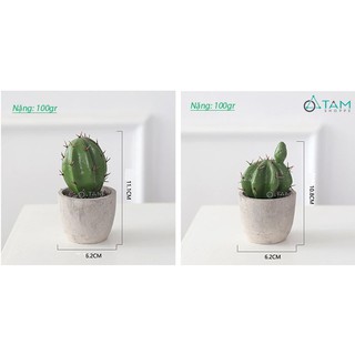 Chậu xương rồng để bàn mini số 73