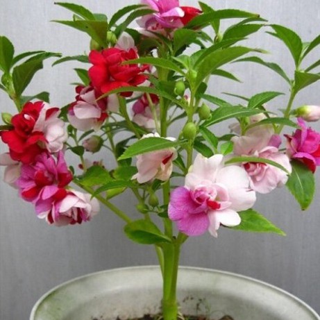 Hạt Giống Hoa Trà Phụng Tiên (Gói 150 Hạt, Tặng Phân)