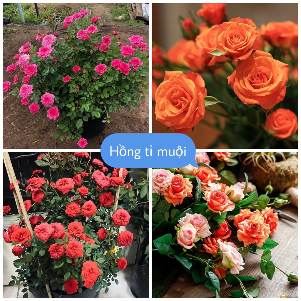 Hạt Giống Hoa Hồng Tỉ Muội F1 loại mix nhiều màu hoa nở đẹp dễ trồng dễ chăm sóc hoa nở 4 mùa quanh năm nảy mầm tốt