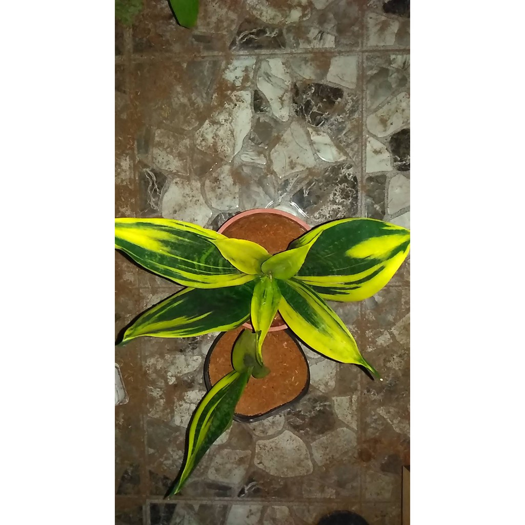 Cây lưỡi hổ Hoàng Kim - Sansevieria trifasciata Gold Flame