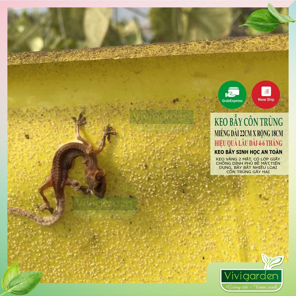 Combo 10 mét bẫy côn trùng màu vàng Isarel thương hiệu Gadot Agro siêu bền dính chắc thời gian sử dụng tối thiểu 4 tháng