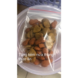Trùng chỉ trắng trùn giun grindal worm