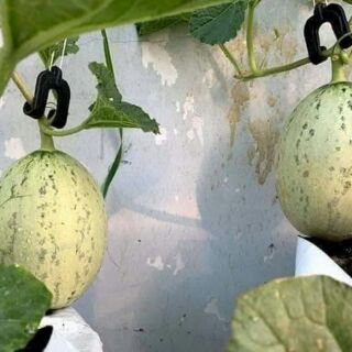 DƯA LƯỚI HAMI VỎ VÀNG THÁI LAN