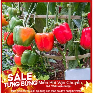 Hạt Giống Ớt Ngọt F1 - 30 Hạt