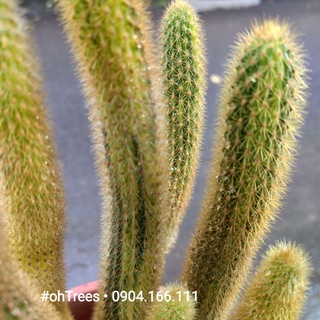 Xương rồng đuôi chồn đột biến Var