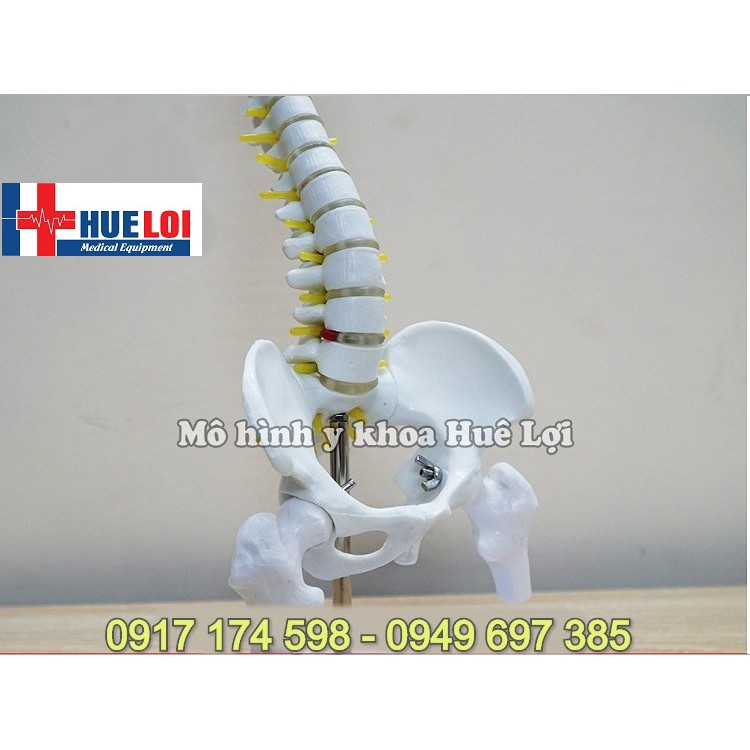 Mô hình giải phẫu xương cột sống 45cm