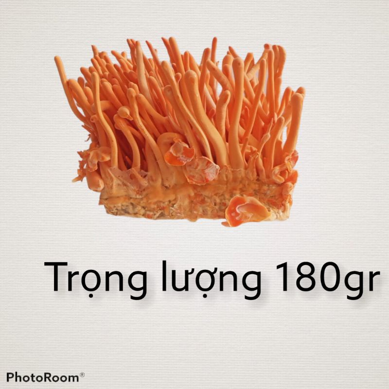 5 hộp Đông trùng hạ thảo tươi 180gr giao hàng toàn quốc [ chính hãng ] freeship toàn quốc bảo hành 1đổi 1 | BigBuy360 - bigbuy360.vn