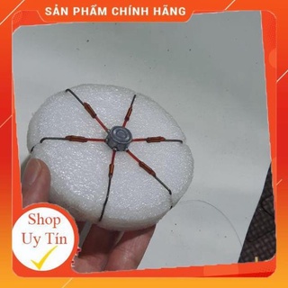 🐠 Lưỡi lục siêu nhậy 🐠