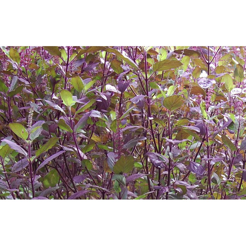 HƯƠNG NHU KHÔ 100gr | BigBuy360 - bigbuy360.vn