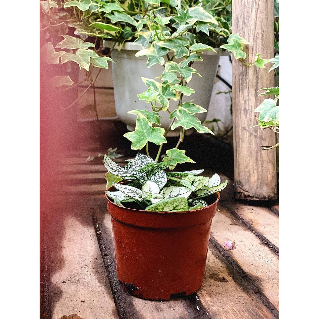 Cây Hypoestes phyllostachya White Splash (Thương Đao Dược Trắng) chậu nhựa