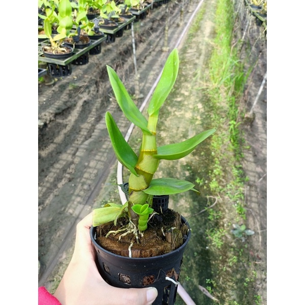 Dendro bò blue lá mít rụt rịt cây tơ siêu đẹp