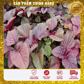 COMBO 2 gói hạt giống rau dền TẶNG 1 phân bón