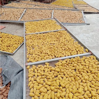 Nụ trầm hương tự nhiên không hóa chất.