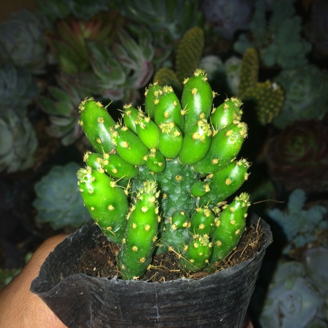 Xương rồng núi