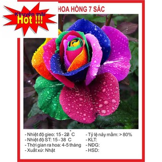 Hạt giống Hoa Hồng 7 Sắc 10 Hạt HOA RAU TRỒNG KỊP TẾT