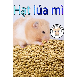 Lúa mì . thức ăn cho hamster ,thỏ bọ sóc (bè cà na)
