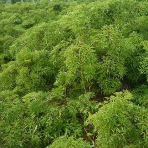 200gr Trà Lá Đinh Lăng Nếp Vườn Trồng Sạch, Thơm