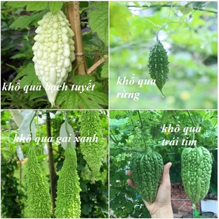 Bộ 4 gói hạt khổ qua các loại ( 1 gói gai xanh + 1 gói rừng + 1 gói trắng + 1 gói trái tim )