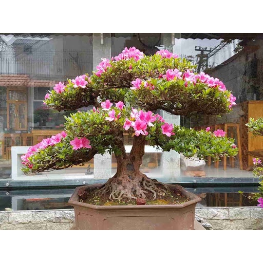 HẠT GIỐNG HOA ĐỖ QUYÊN 5 HẠT KHUYẾN MẠI SHOP MỚI HẠ GIÁ SỈ
