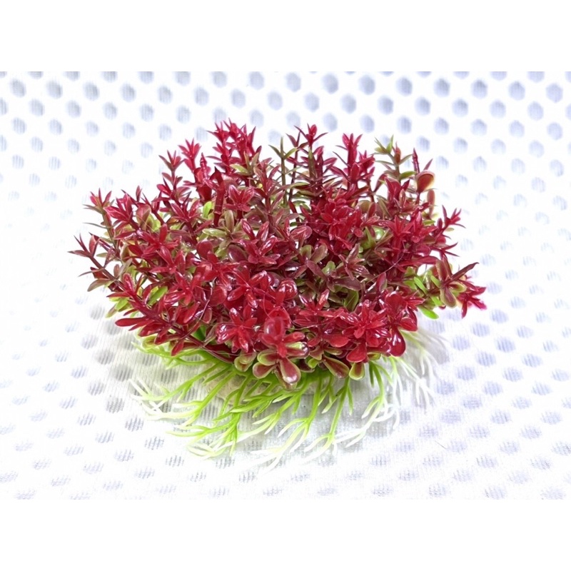 Cụm Rêu Trang Trí Hồ Cá Tép, Thuỷ Sinh