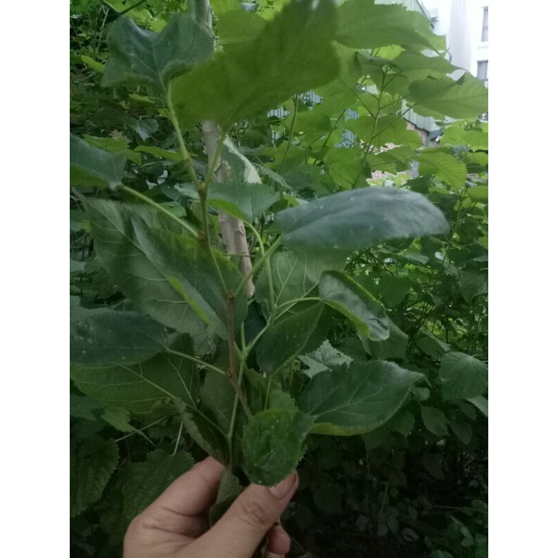 Lá dâu tằm tươi 1kg