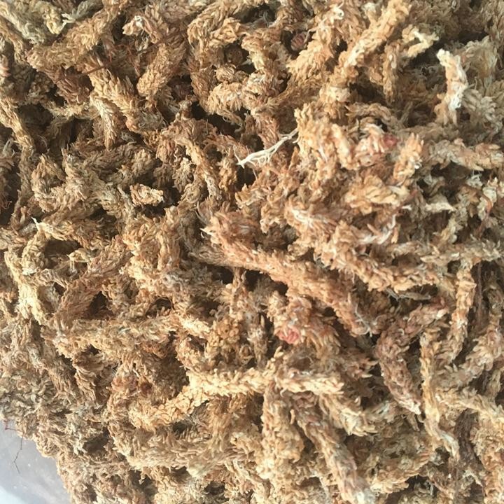 Rêu sâu Chile - gói 100g