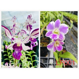 chai mô dendro nắng lai chớp