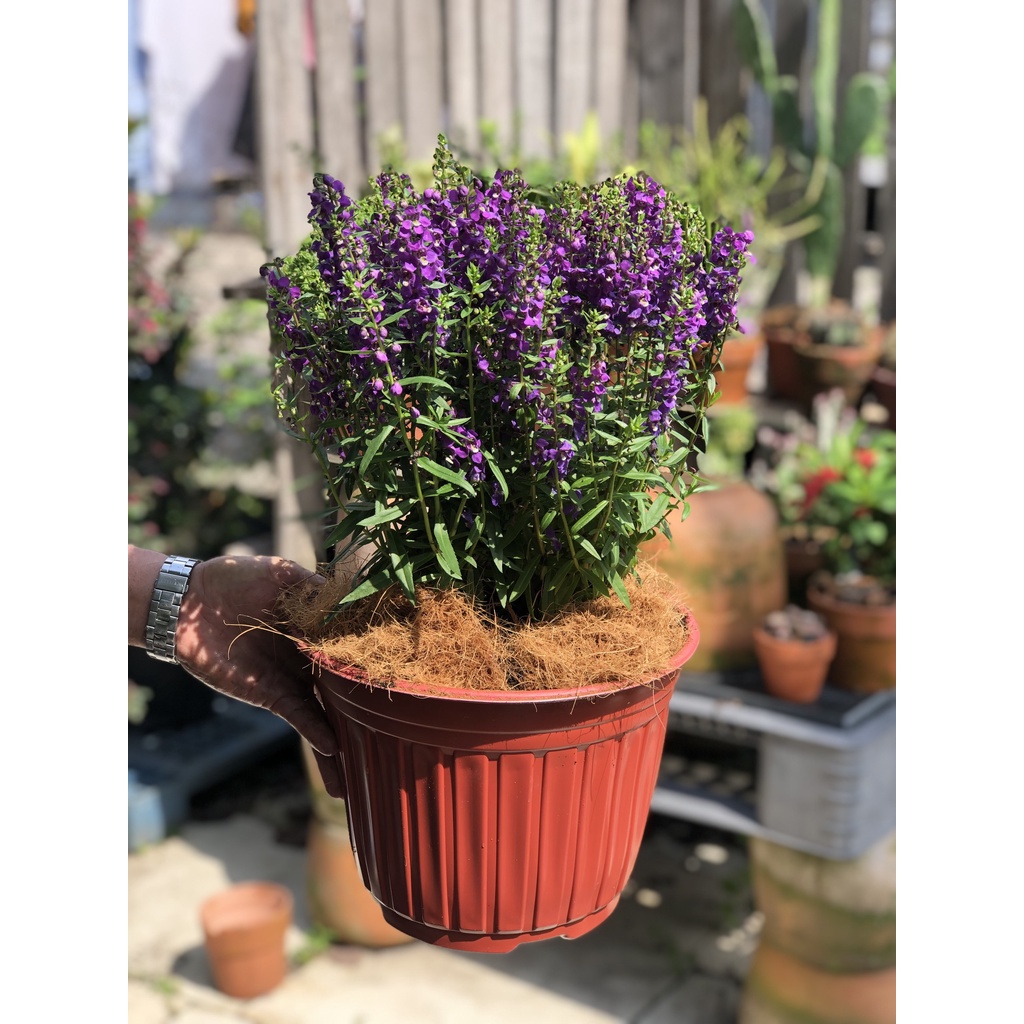 Chậu hoa Forget Me Not màu tím chỉ giao TP.HCM