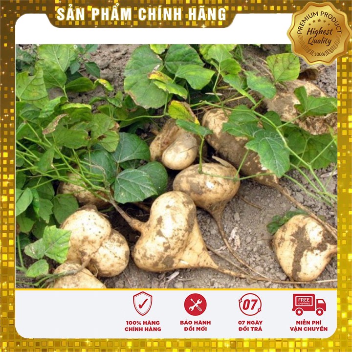 Hạt giống củ đậu cao sản (20 gr)