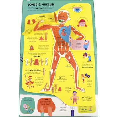 Đồ chơi lật mở dành cho bé How Your Body Works