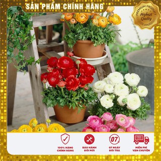 Hạt Giống Hoa Hồng Ri Ba Tư F1 Mix 20 Hạt [Bán Sỉ]