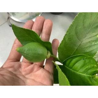 Cây 🌲 Chanh 🍋 Mỹ vàng... đang trái...1m6
